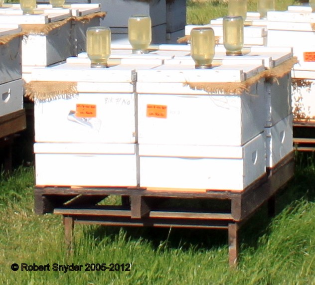 Feeding honey bee colonies with mason jars