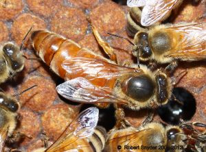honey queen bee - how to become a beekeeper