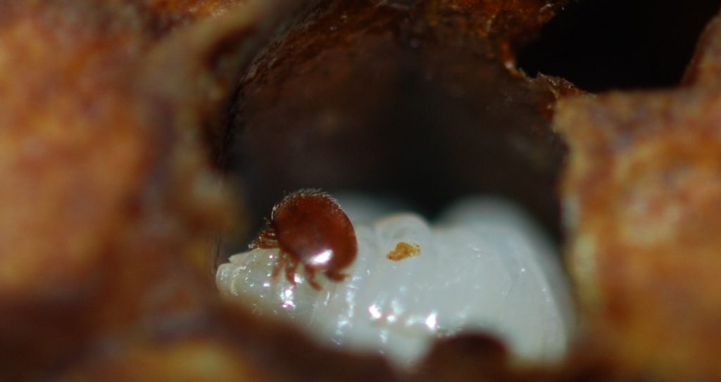Varroa mite disease