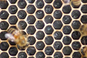 Young eggs and larvae - how to become a beekeeper