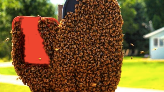 Honey Bee Swarm 